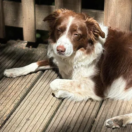 Séquoia 138 Nature, Piscine Et Chien Bienvenu à Chalet Durbuy