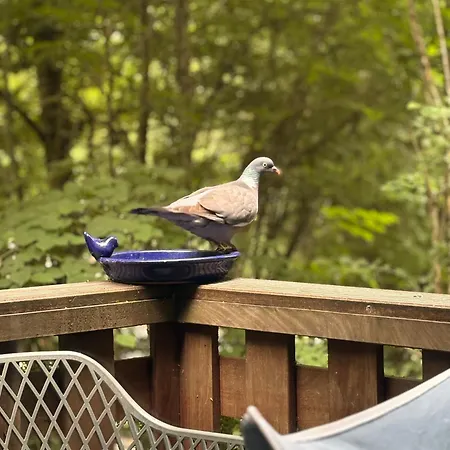 Chalet Sequoia 138 Nature, Piscine Et Chien Bienvenu A *